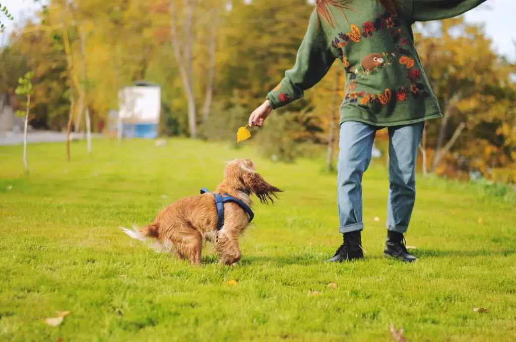 Parks to play with your pet